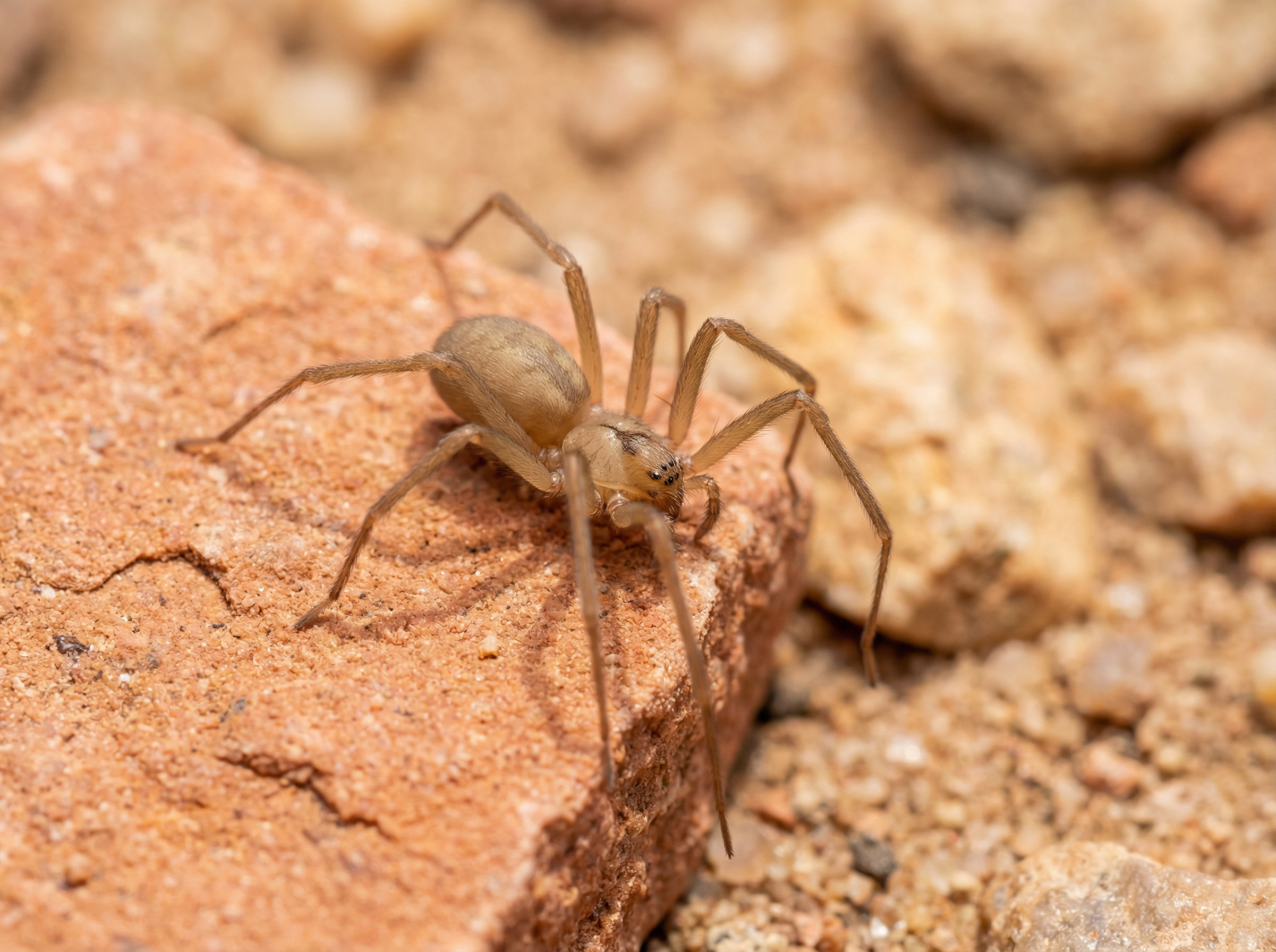 Arizona Brown Spider