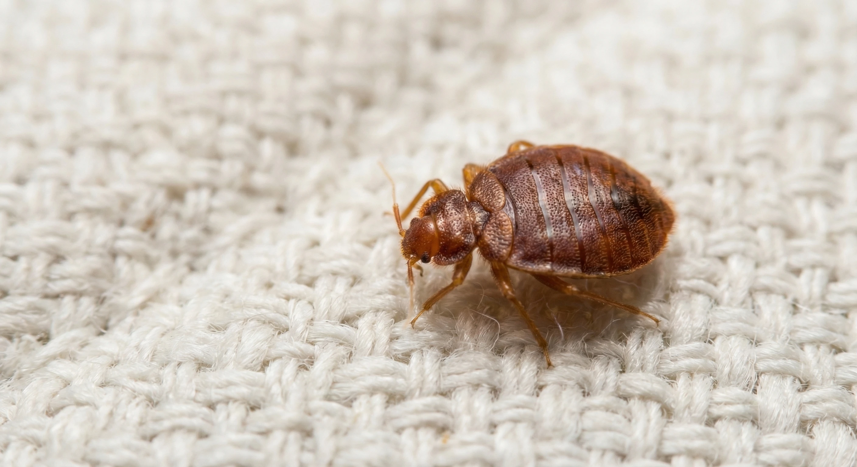 Bed Bug Treatment — Maricopa County, AZ