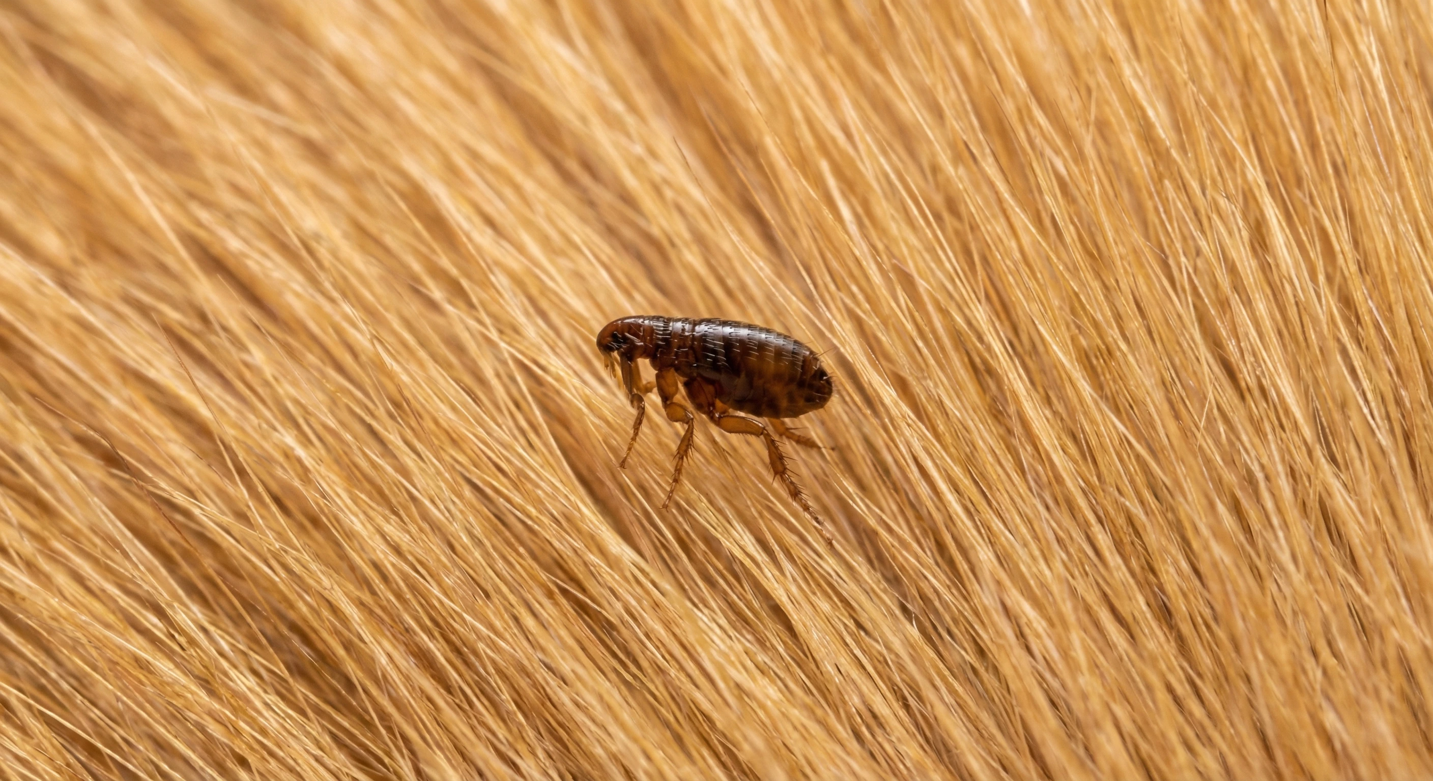 Commercial Flea Control — Maricopa County, AZ