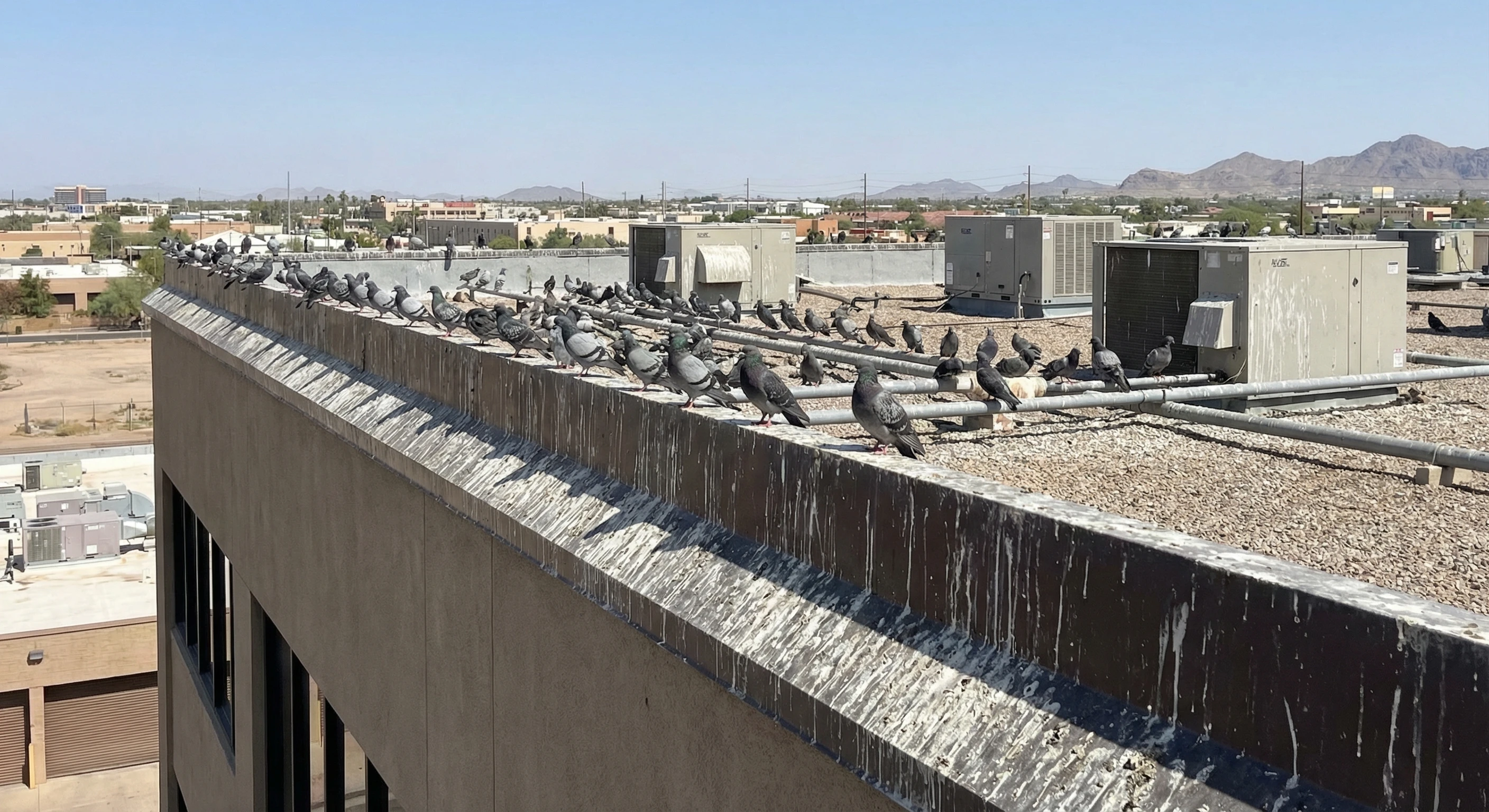 Commercial Pigeon Control — Maricopa County, AZ