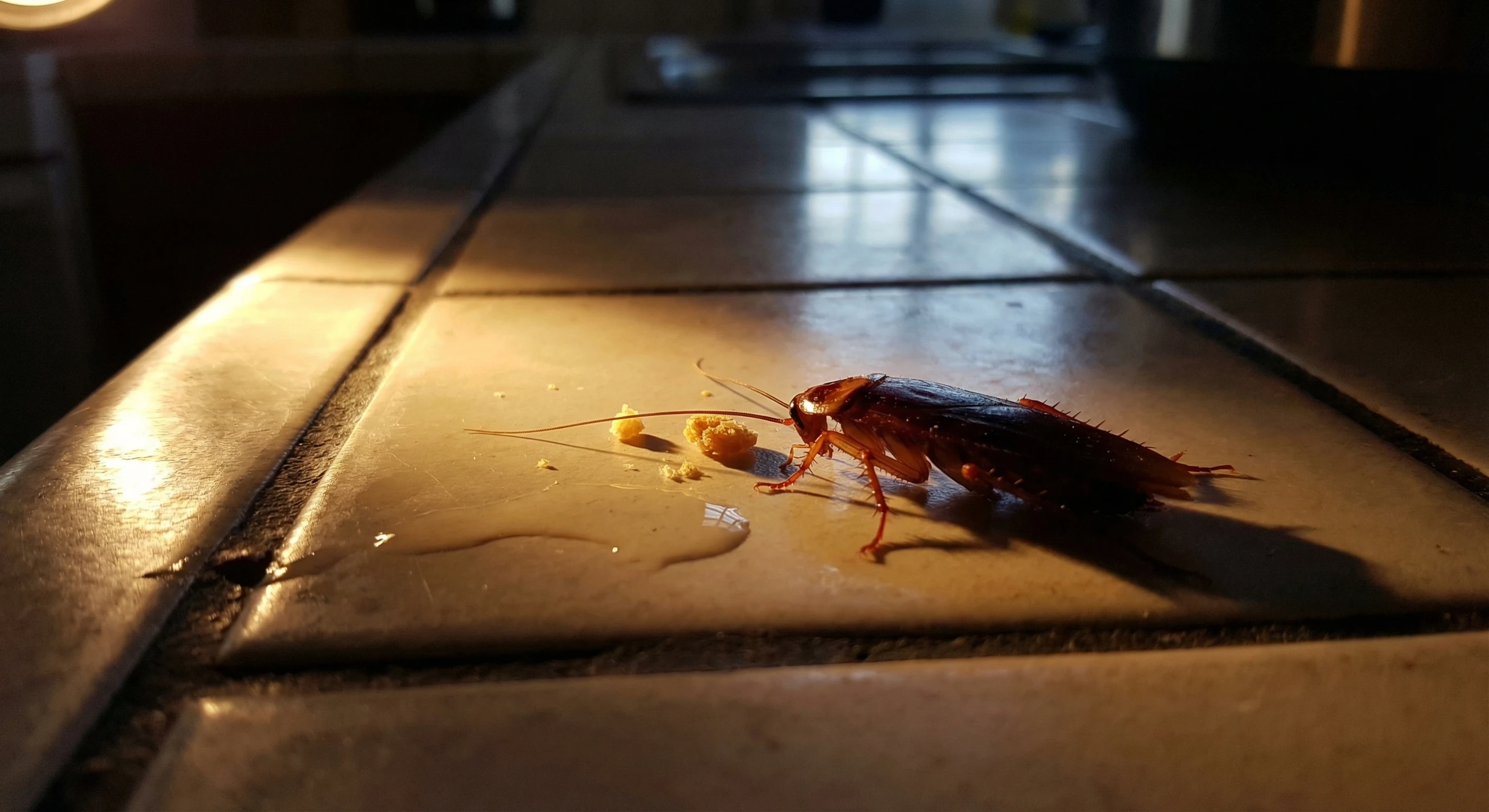 Cockroach Control — Maricopa County, AZ