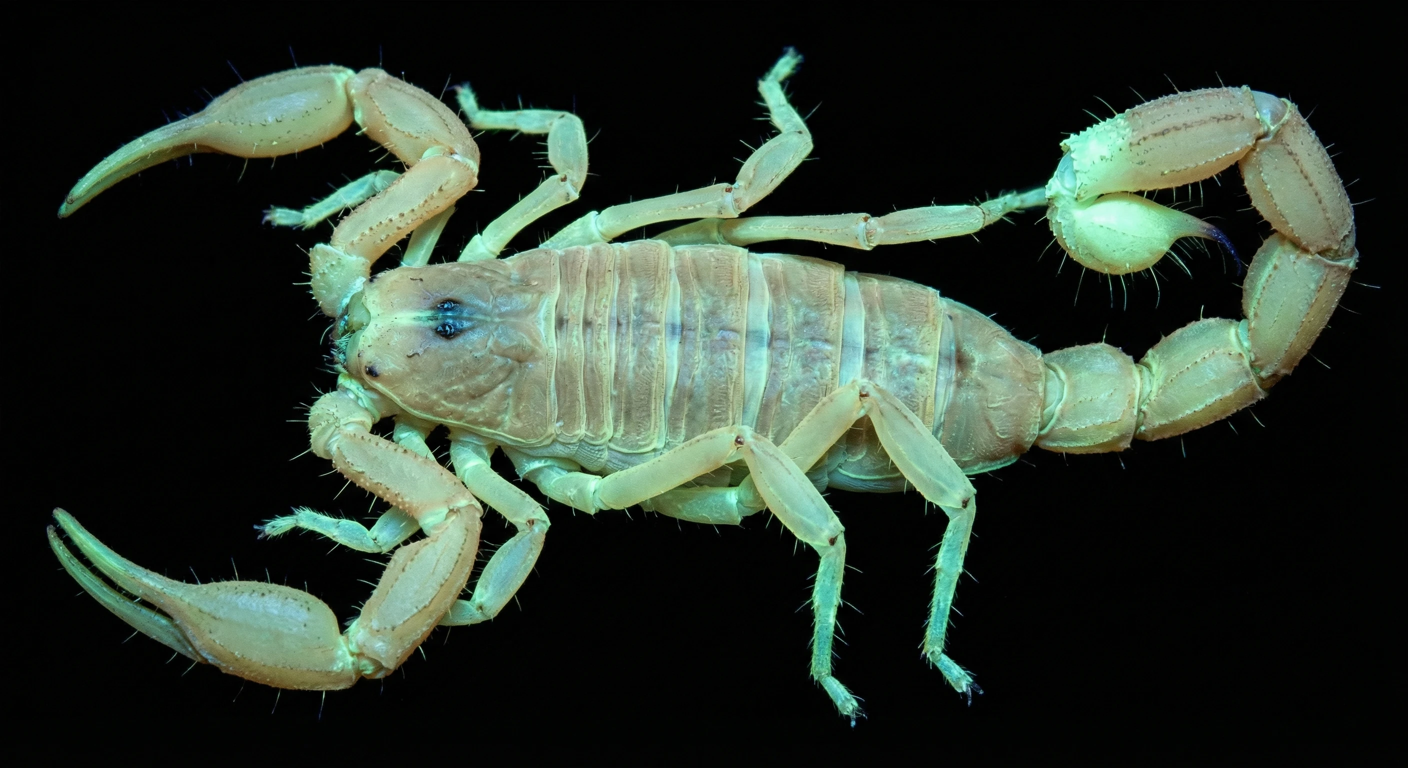 Arizona Bark Scorpion
