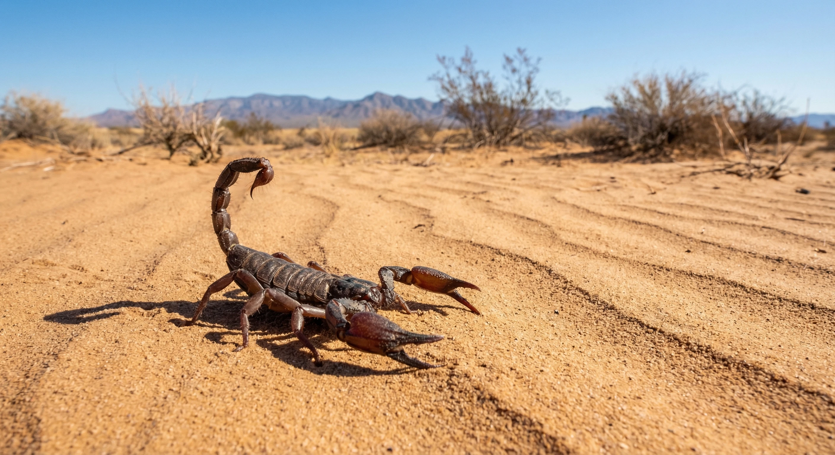 Giant Desert Hairy Scorpion