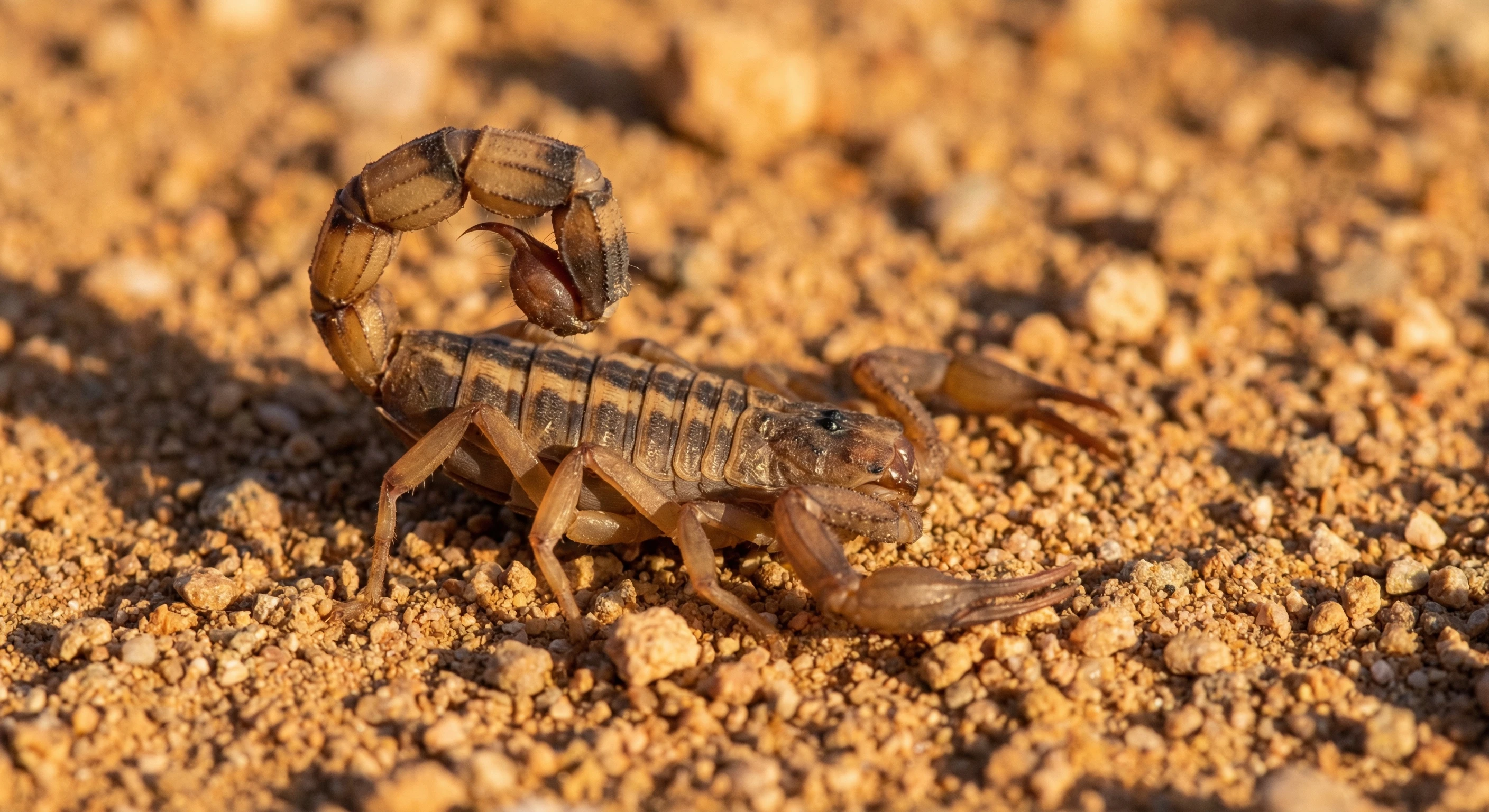 Stripe-Tailed Scorpion
