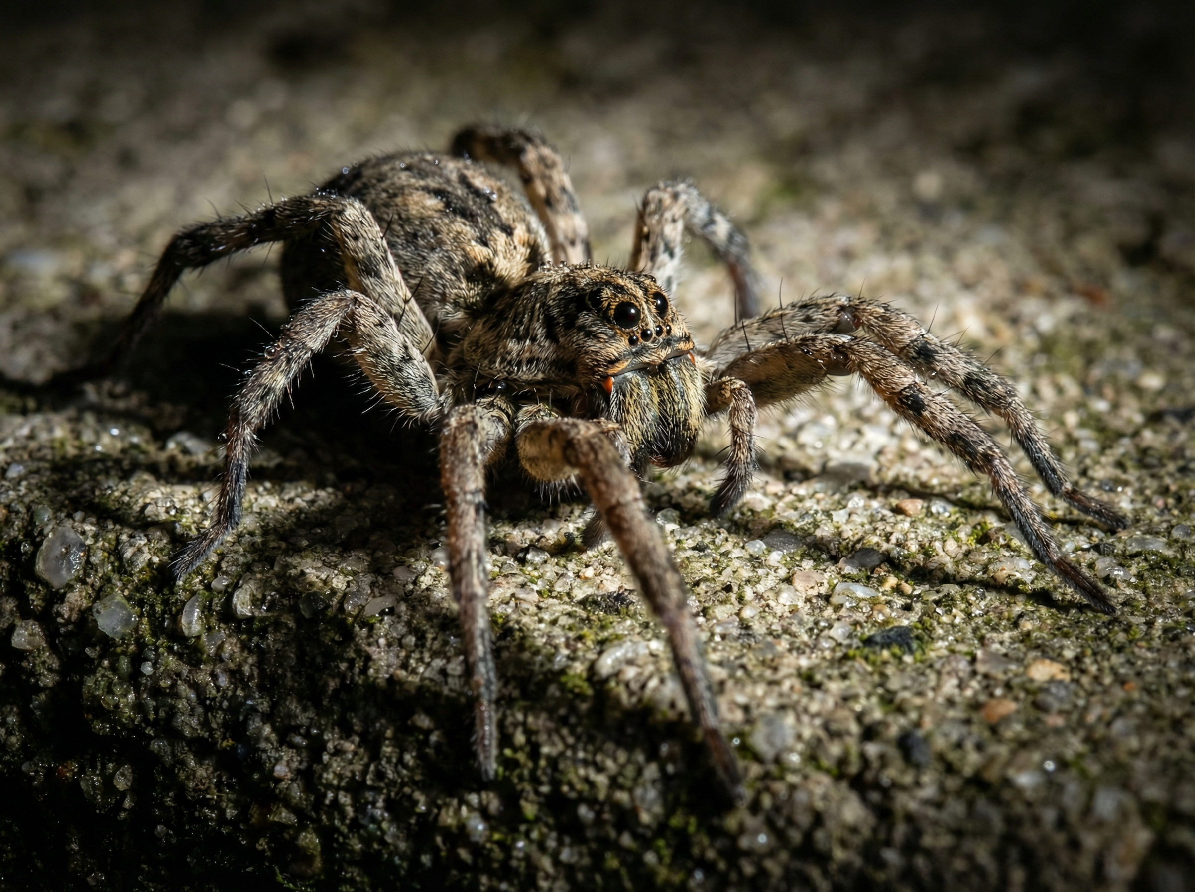Wolf Spider